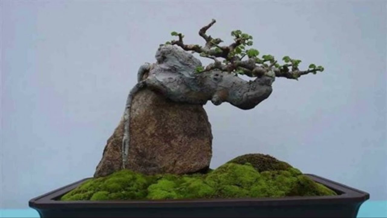 Cách chơi bonsai của 3 miền Việt Nam