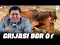 Avaz Oxun - Grijasi bor ot