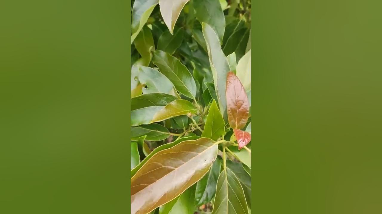 Hass, fuerte and bacon avocados fruiting in late november YouTube