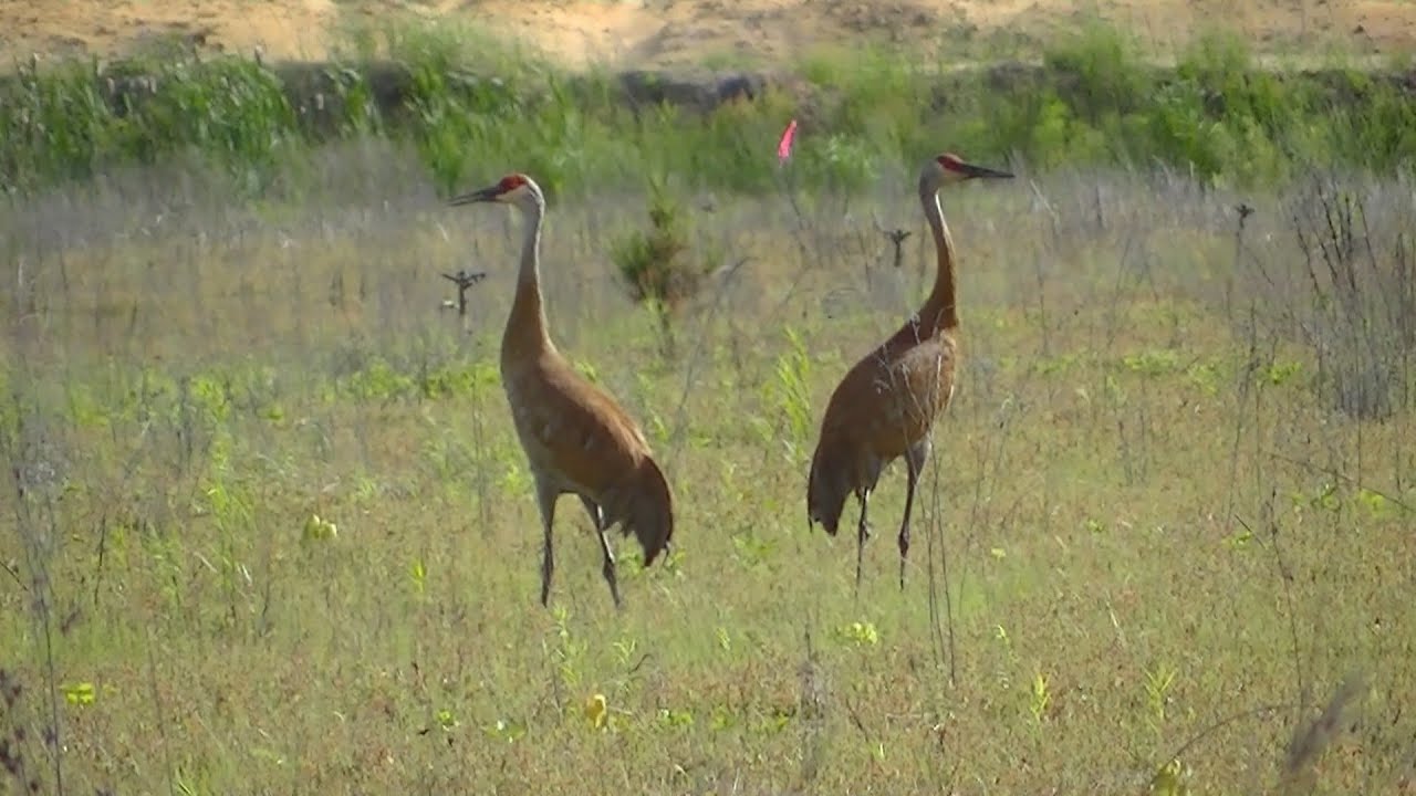 Sandhill Cranes in our Cranberry Beds Flying Calling Sounds YouTube