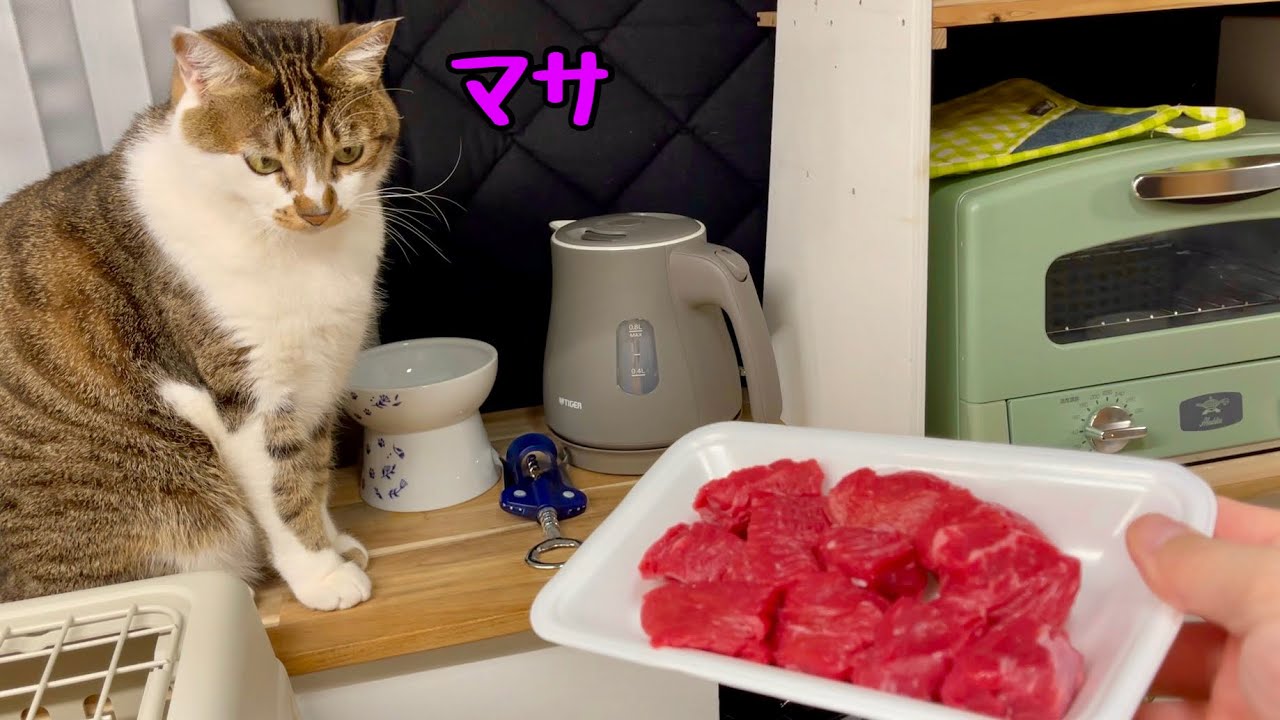 【猫と冬の車中泊】仕事終わりに『居酒屋マサ』で、煮込み料理にワインで暖まりました。久しぶりに食べて飲んだら朝でした。