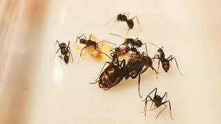 My Queen Inky Ant Colony Hatching Pupa