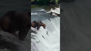 Ayılar Balıq Ovunda.