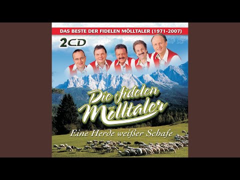 Eine Herde weißer Schafe
