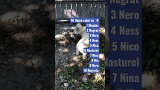 Nume De Caini Cu N