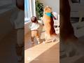 赤ちゃんとわんこ🐶Dog and bad baby🤣#japan #cute #ai #baby #kawaii #かわいい　#犬#dog #残念そうな顔 #funny #dance #pets