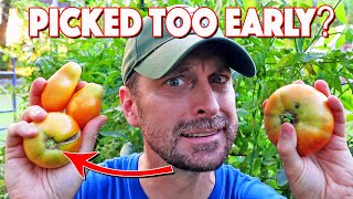 Picking Tomatoes Early When They're Still Green? Ruin Them?