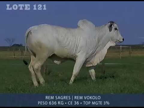 LOTE 121