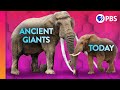 The Mystery of Earth's Disappearing Giants | IN OUR NATURE
