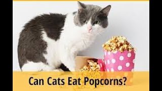 Can Cats Eat Popcorn – Is Popcorn Safe For Cats