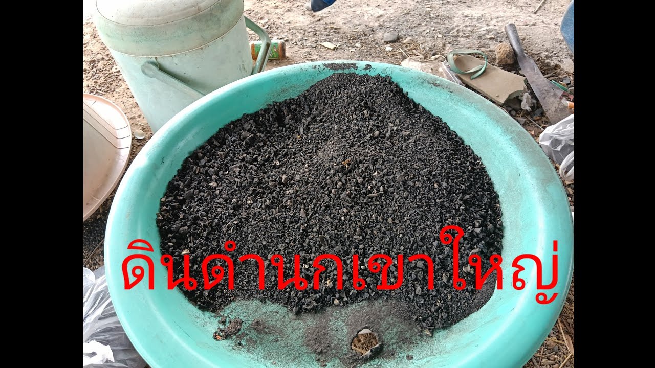 #ต่อนกเขาใหญ่สายเพนียด