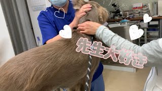 【田舎暮らし】病院でも嬉しそうにしっぽを振る犬が可愛すぎるw【ワイマラナー】