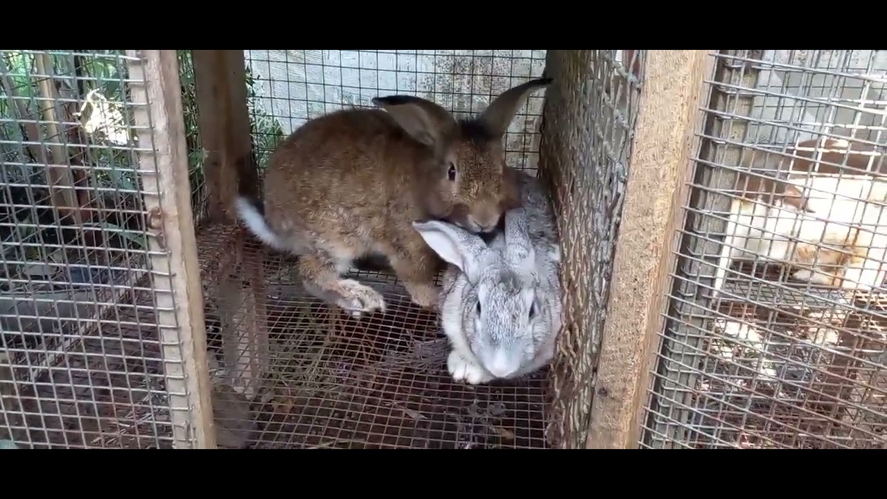 Rabbit Breeding Time YouTube