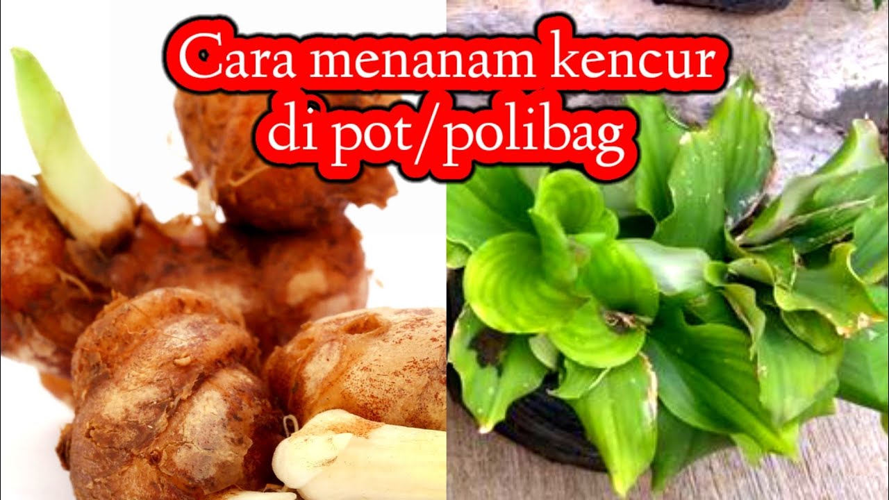CARA MENANAM KENCUR DI POT/POLIBAG@Raihan nurrizxy. 