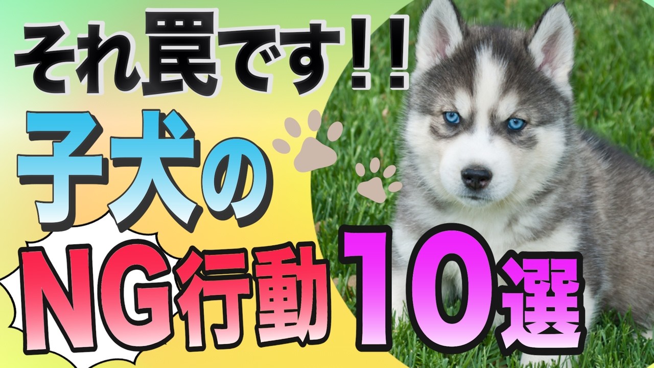 子犬にやってはいけないNGしつけ１０選♪失敗しないために覚えよう！