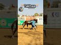 Takhwa ecurie thiouth #horse #courseshippiques #courseshippiques #sports #lifeisbutadream