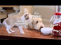 DOG REACTS TO A POPCORN MACHINE