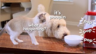 DOG REACTS TO A POPCORN MACHINE by FLOOF DOG LILY 4,368 views 2 years ago 1 minute, 53 seconds