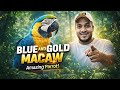Why Is the Blue &amp; Gold Macaw So Intelligent? | Macaw Facts &amp; Behavior Explained | Karnataka Aquarium