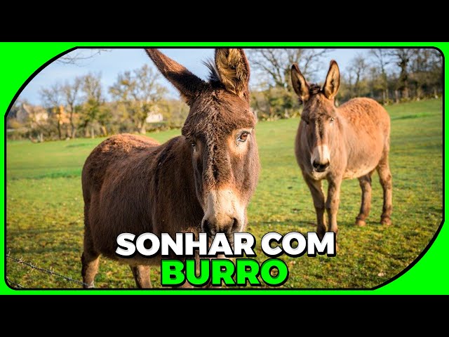 Qual o significado do sonho com burro? Descubra agora!