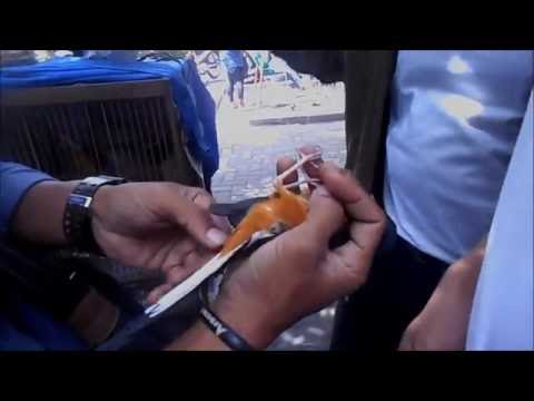 VIDEO : gt-hb #1: harga burung bakalan di pasar burung yogya traditional bird market - pasty - gt ntv,gt ntv,hargaburung bakalan (gt ntv,gt ntv,hargaburung bakalan (muraibatu, cucak hijau, cucak rawa, kenari, pleci, branjanagn, trucukan d ...