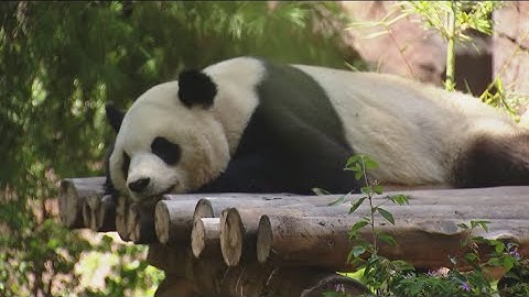 Zoo Day | Giant pandas celebrate one year since public debut at the San Diego Zoo
