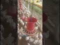 Vencobb 430Y Broiler Chicks Available | High Growth Broiler Chicks | Poultry Farming#telugupoultry