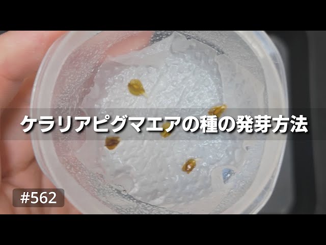 ケラリアピグマエア　XXL isla del pescado - Ceraria pygmaea-ケラリア・ピグマエア