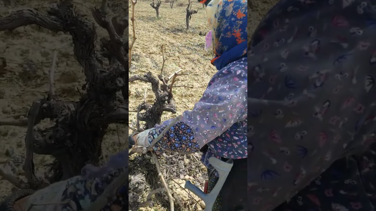 Bağ-Asma-Omca budaması