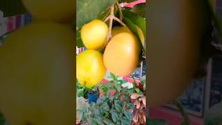 gulab jamun fruit ??shortsfruit  video trending vairal foryou youtube