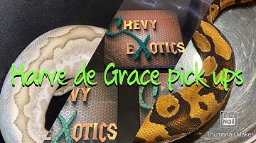 Pickups from All Maryland Expo