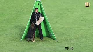 Stefan Juntke Mit Dem Rüden Uknox Von Der Teufelsmauer Im Schutzdienst