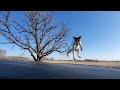 Fox jumps on trampoline