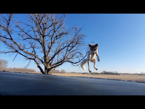Fox jumps on trampoline