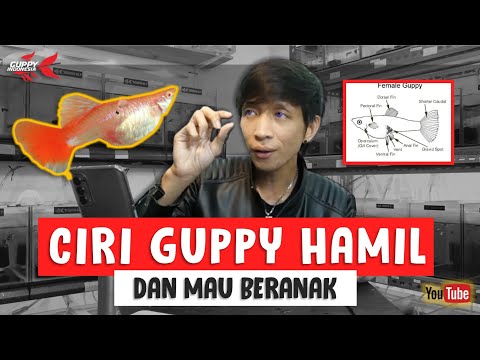 Video: Bagaimana Untuk Mengetahui Sama Ada Guppy Mengandung