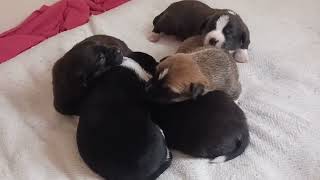 10 Days Old Puppies! - Brownie Opens Her Eyes!