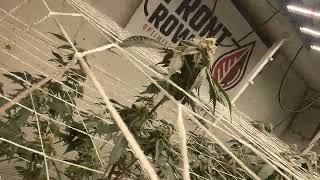 Faceded Canna | Pink Punch | Disco Tiger | beginning of week 6 Flower | indoor grow update