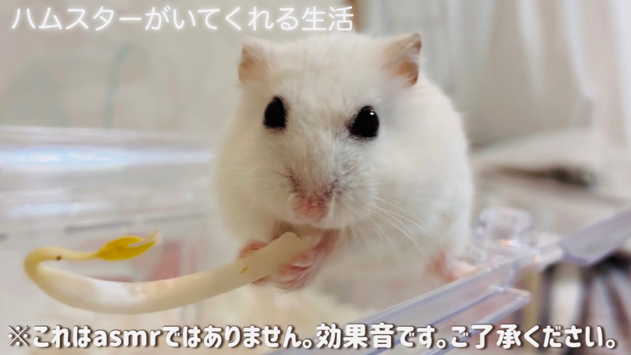 もやしを食べる、しろくて可愛いジャンガリアン🌱🐹