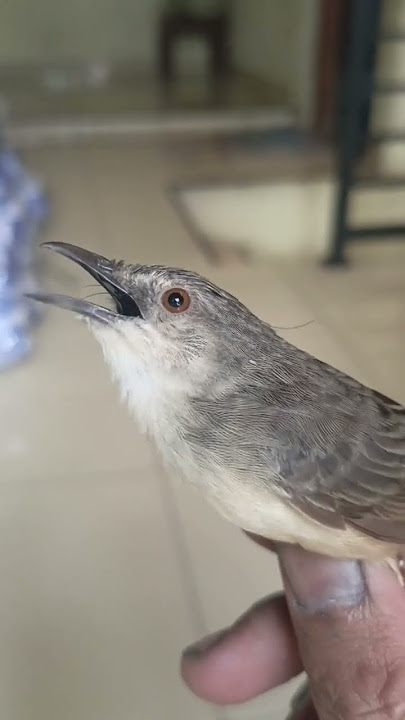 Cigun Isian Belalang Emas Gacor.. #cigunngebren #birds #burung #masteranjernih #kicaumania