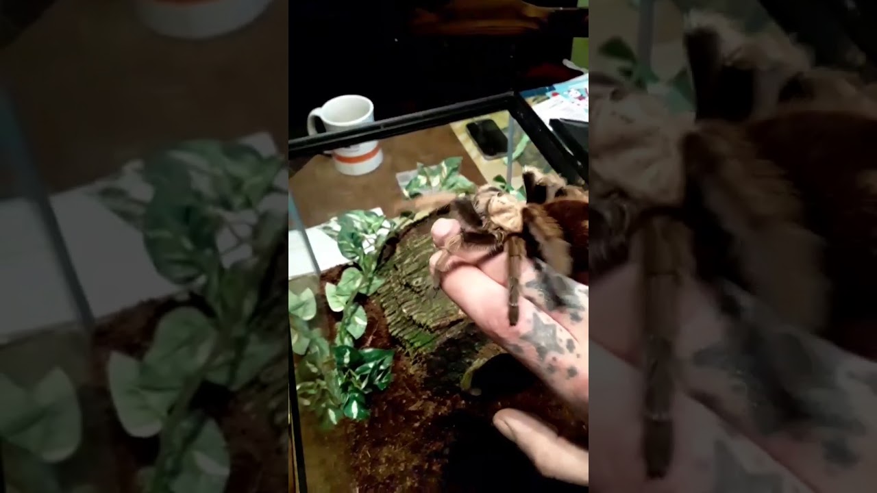 Beautiful Tarantula! A. Chalcodes