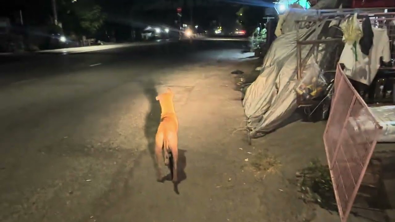 Đêm nào cũng đi cho ăn,lại không thấy sợ tưởng bị bắt 