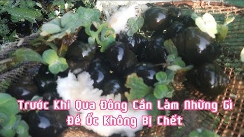 Cách Cho Ốc Nhồi Ngủ Đông Đơn Giản, Nhưng Hiệu Quả/Zalo 0919739266