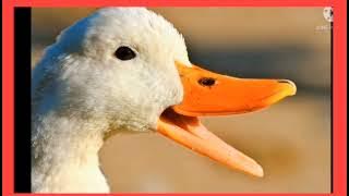 Tema binatang, sub tema binatang ternak, sub-sub tema bebek  untuk tk a kegiatan cooking class