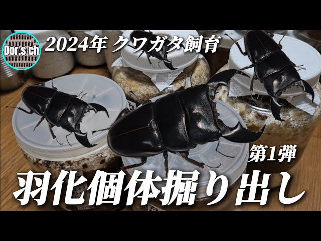 第1弾 サイズは気にしません！極太短歯血統DTY掘り出し！【クワガタ