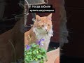Когда забыли купить коту вкусняшки