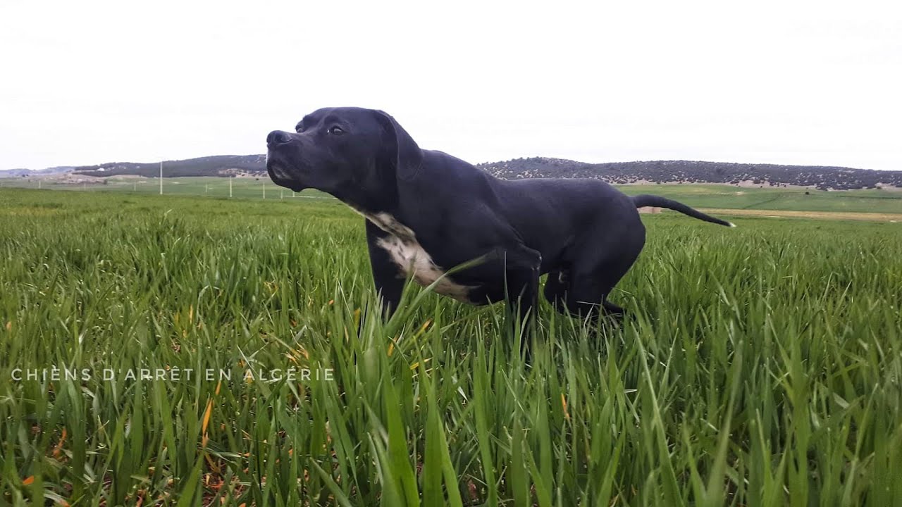 جرو بوانتار إنجليزي عمر خمس أشهر يتوقف و جلب.SHIBA JUNIOR 5 MOIS