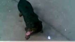 (Rottweiler) Bu Kopek Deli
