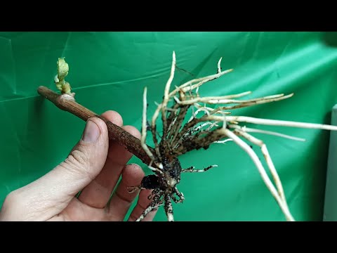 Horizontal Rooting Grape 100% Rooting Grape Cuttings