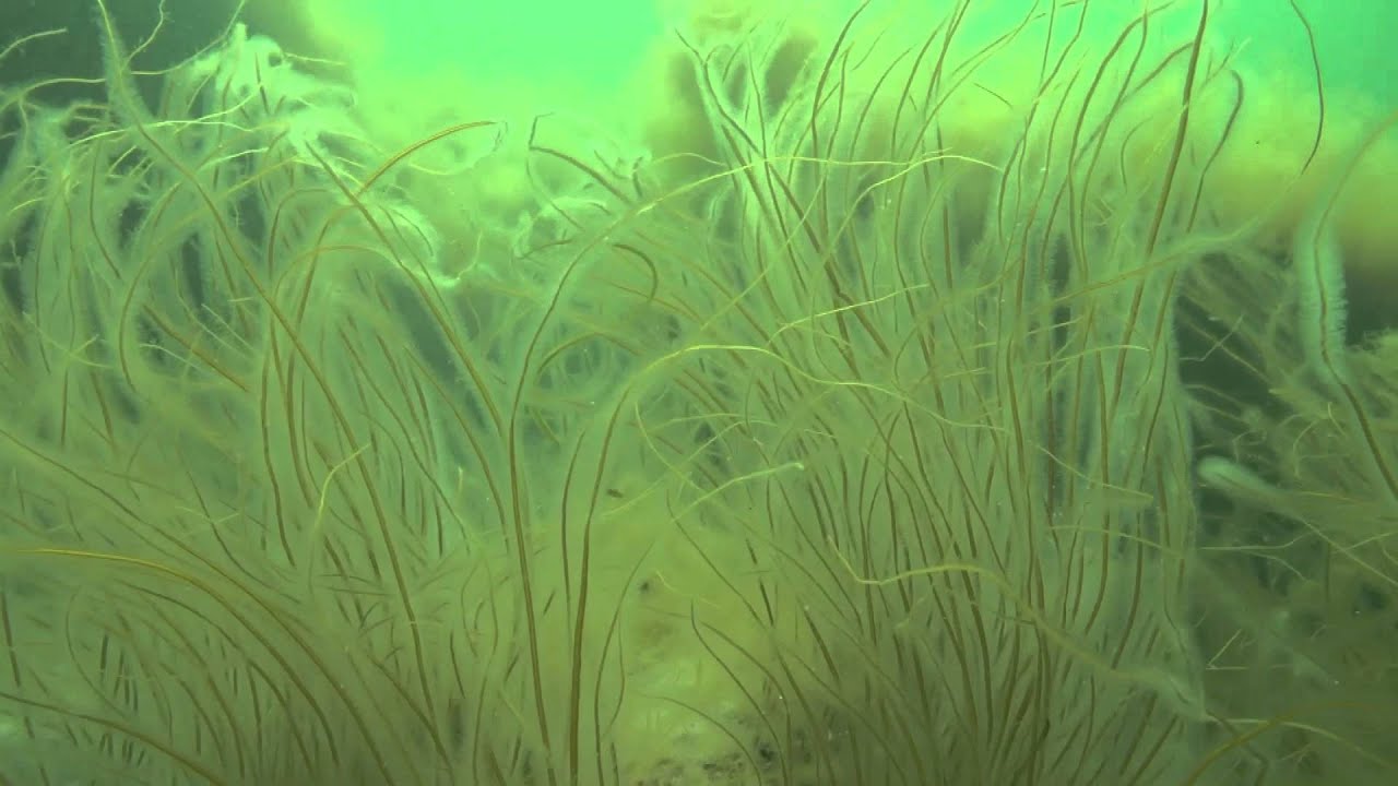 Møns Klint - beneath the surface