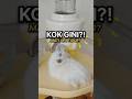 Gaya Tidur Hamster Teraneh yang Pernah Ada!